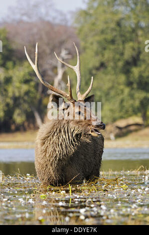 Sambar Deer stag (Cervus unicolor niger) grazing in a lake in Ranthambore National Park, Rajasthan, India, Asia Stock Photo