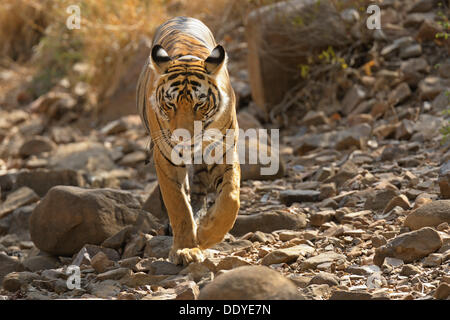 Wild Tiger (Panthera tigris) in his natural dry deciduous habitat in Ranthambore Tiger Reserve, Ranthambore National Park Stock Photo