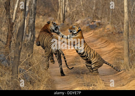 A mating pair of tigers (Panthera tigris) on a jungle track in Ranthambore National Park, Rajasthan, India, Asia Stock Photo