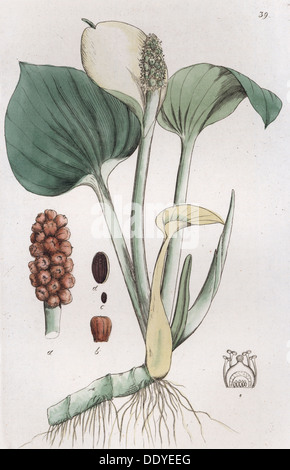Bog Arum (Calla palustris), 1804-1811. Artist: Johan Wilhelm Palmstruch Stock Photo