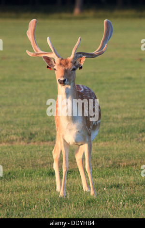 Male Fallow deer at the Phoenix Park in Dublin, Ireland Stock Photo