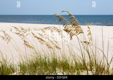 Sea oats for erosion control on the man made sand beach on the Gulf of ...