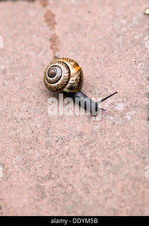 Copse snail (Arianta arbustorum) Stock Photo