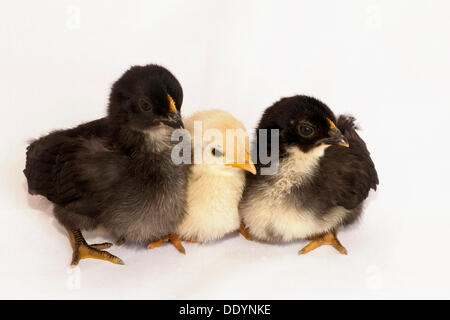 Bantam or Chabo, chicks, Schwaz, Tyrol, Austria, Europe Stock Photo