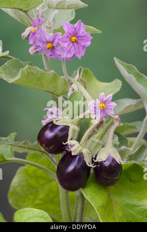 Eggplant (Solanum melongena), Schwaz, Tyrol, Austria, Europe Stock Photo