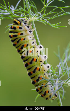 Old World Swallowtail (Papilio machaon), caterpillar, Schwaz, Tyrol, Austria, Europe Stock Photo