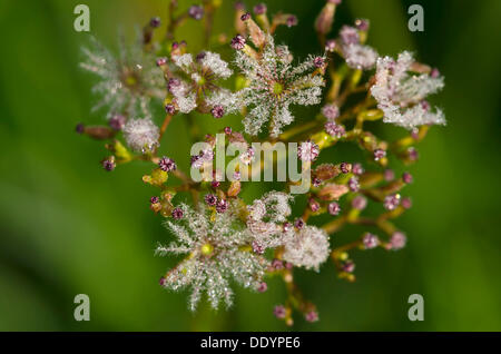 Marsh valerian (Valeriana dioica), seed head, Filz, Woergl, Tyrol, Austria, Europe Stock Photo