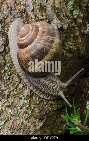 Burgundy snail (Helix pomatia), Stans, Tyrol, Austria, Europe Stock Photo