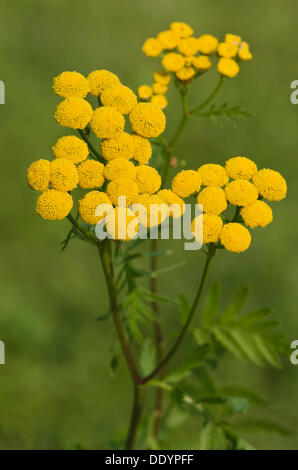 Tansy (Tanacetum vulgare) Stock Photo