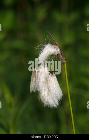 Common Cottongrass (Eriophorum angustifolium) Stock Photo