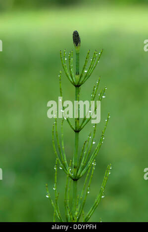 Marsh Horsetail (Equisetum palustre) Stock Photo