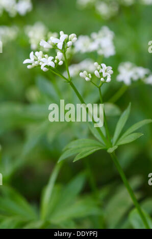 Woodruff (Galium odoratum) Stock Photo