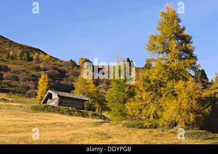 Hay barn and Larch (Larix decidua) trees in autumn Stock Photo