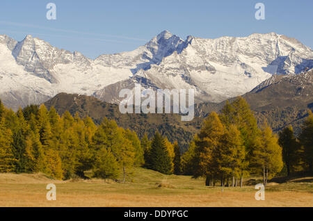 Larch meadows in front of Olperer Mountain, Fussstein Mountain and Schrammacher Mountain Stock Photo