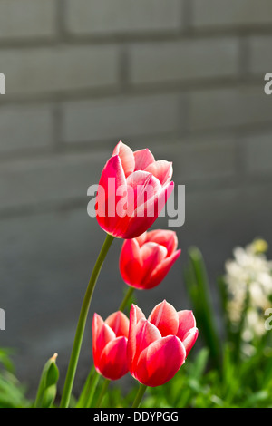 Tulips Stock Photo