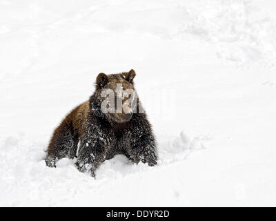 European Brown Bear (Ursus arctos) sitting in the snow Stock Photo