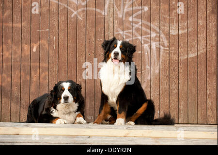Two Bernese Mountain Dogs, sitting and lying in front of a wooden wall Stock Photo