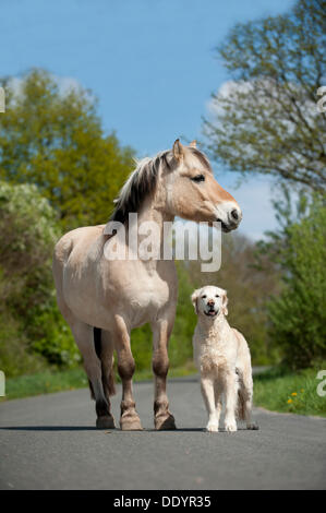 Golden Retriever and a Fjord horse standing on a street Stock Photo