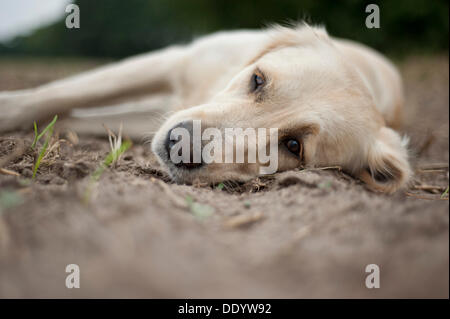 Sad golden retriever lying in the grass Stock Photo - Alamy
