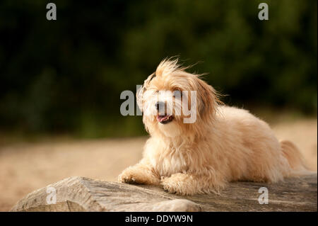 Bolonka Zwetna or Coloured Lapdog lying on a tree trunk Stock Photo