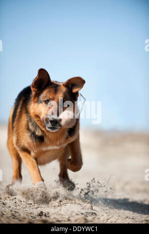 German Shepherd playing with a ball Stock Photo