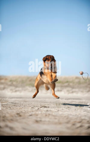 German Shepherd playing with a ball Stock Photo