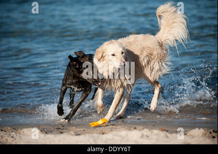 Golden Retriever playing in the water with a mixed-breed dog Stock Photo