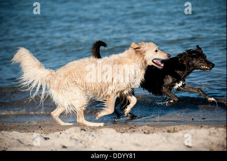 Mixed-breed dog and a Golden Retriever running along the beach Stock Photo