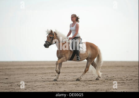 Woman galloping on a Haflinger horse along the beach, St. Peter-Ording, Schleswig-Holstein Stock Photo