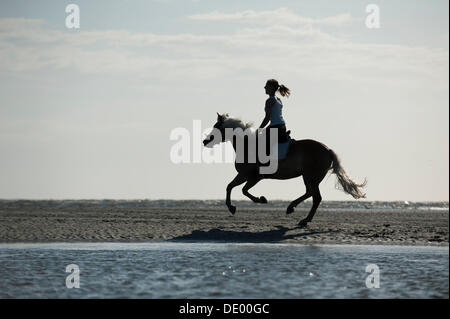 Woman galloping on a Haflinger horse along the beach, St. Peter-Ording, Schleswig-Holstein Stock Photo