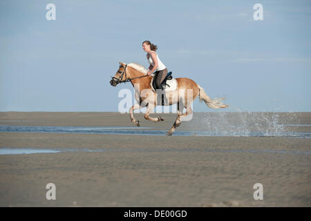 Woman galloping on a Haflinger horse along the beach, St. Peter-Ording, Schleswig-Holstein Stock Photo