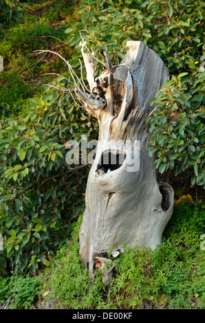 Old weathered tree stump with hole in it Stock Photo