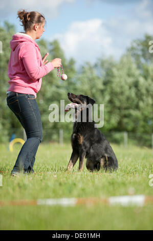 Woman longeing a mixed-breed dog Stock Photo