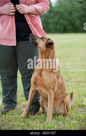 Mixed-breed dog sitting beside its owner Stock Photo