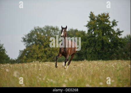 Hanoverian horse galloping across a meadow Stock Photo