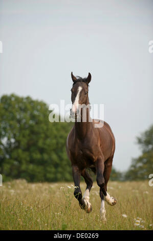 Hanoverian horse galloping across a meadow Stock Photo