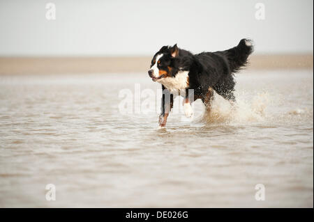 Bernese Mountain Dog running through water Stock Photo