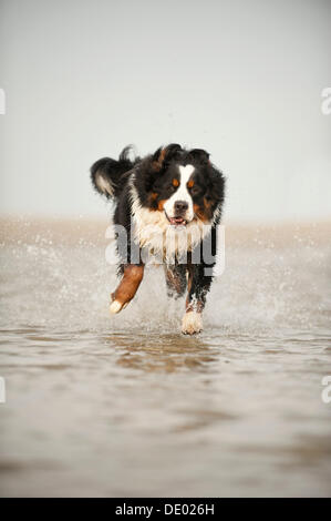 Bernese Mountain Dog running through the water Stock Photo