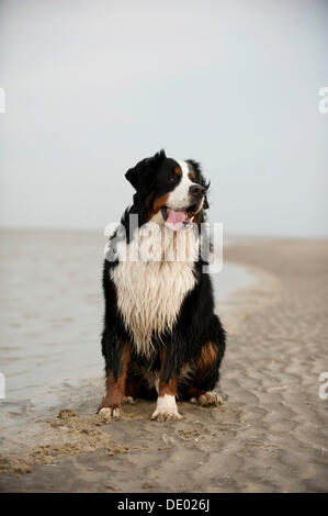 Bernese Mountain Dog sitting on the beach Stock Photo