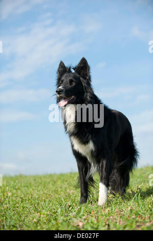 Adult Border Collie Dog Standing in a Meadow Stock Image - Image of collie,  grass: 133920371