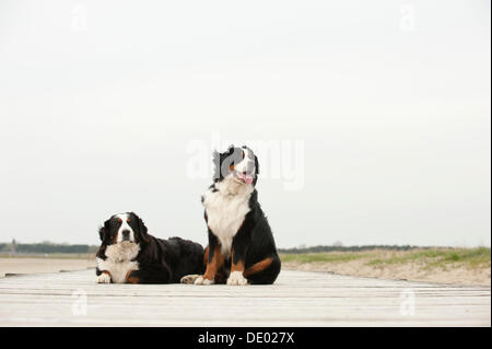 Two Bernese Mountain Dogs sitting on a jetty Stock Photo