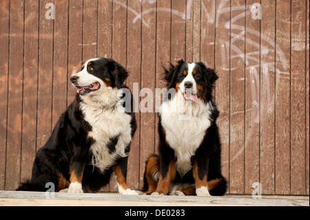 Two Bernese Mountain Dogs sitting in front of a wooden wall Stock Photo