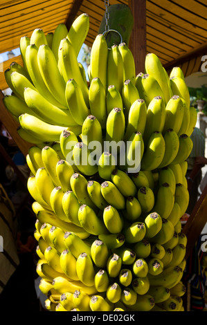 Canarian bananas hanging on a fruit and veg stall, Guia de Isora, Tenerife, Canary Islands, Spain Stock Photo