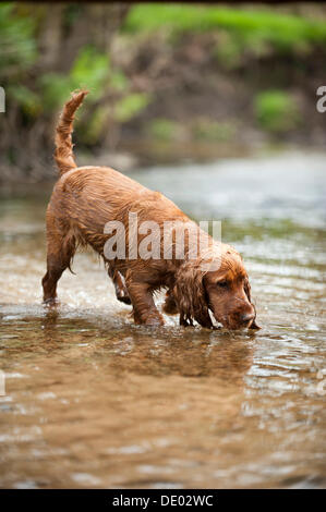 Cocker Spaniel, dog drinking from a stream Stock Photo