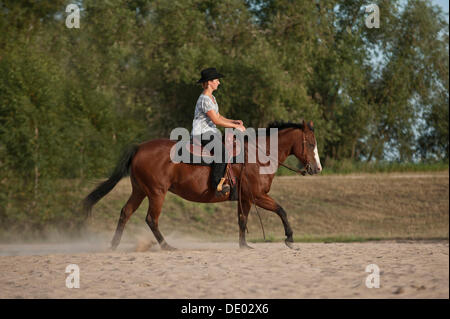 Woman riding a galloping Quarter Horse Stock Photo