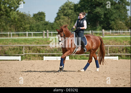 Woman riding a galloping Hanoverian horse Stock Photo