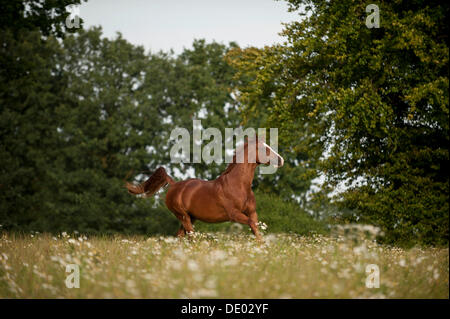 Hanoverian horse galloping across a meadow Stock Photo