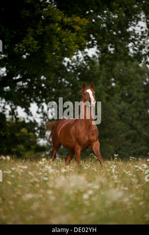 Hanoverian horse galloping across a meadow Stock Photo