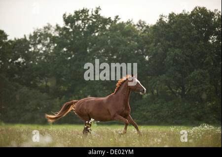 Hanoverian horse galloping across a meadow Stock Photo