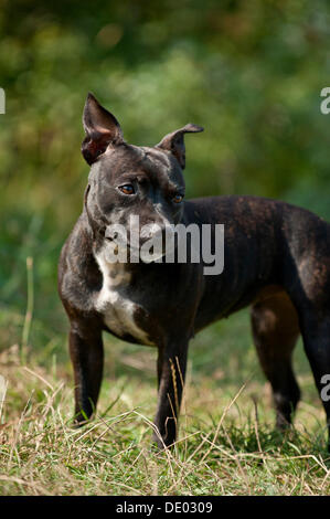 Old English Staffordshire Bull Terrier, dog standing Stock Photo